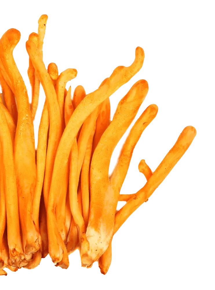 Organic Cordyceps Mushrooms